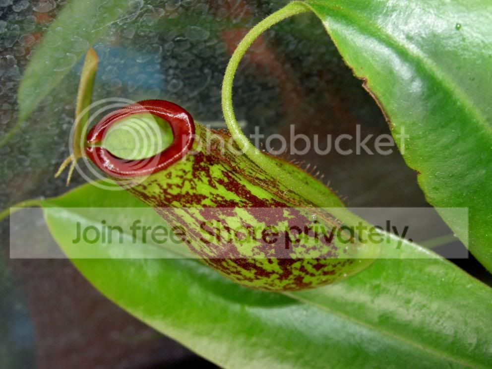 Nepenthesampullariaxgracilis060121.jpg