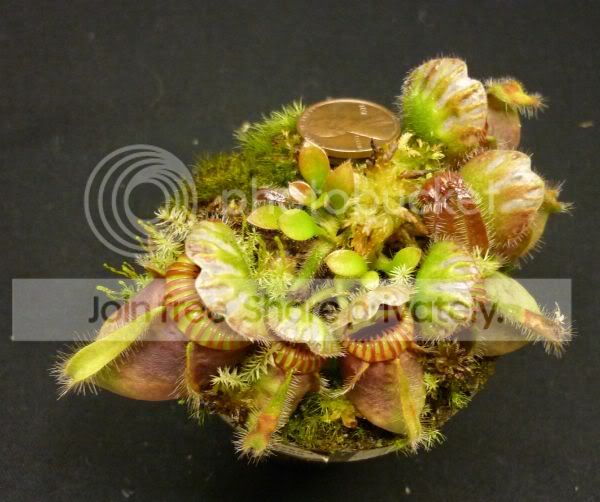 CephHGbabynasc042311RS.jpg