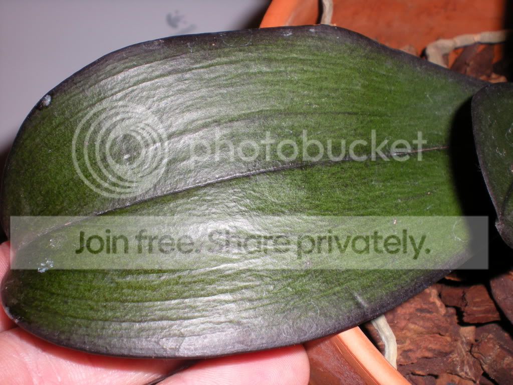 DSCN7591.jpg