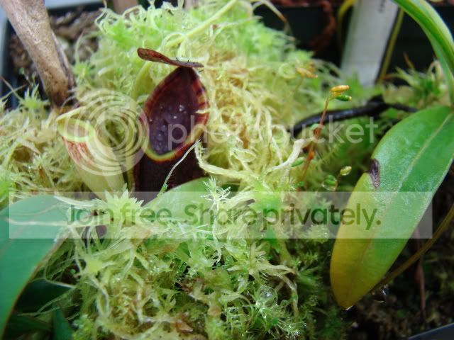 Neps032209005.jpg