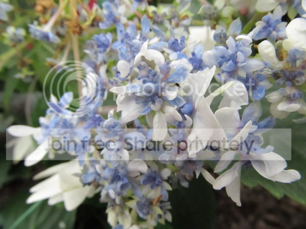 IMG_2687.jpg
