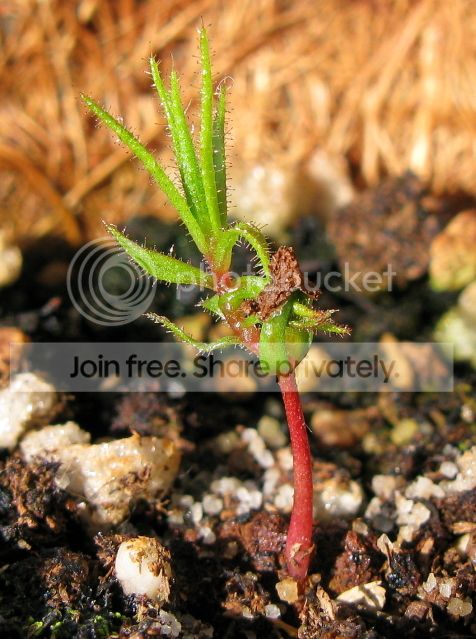 IMG_2218-Roridula-gorgonias-seedling.jpg