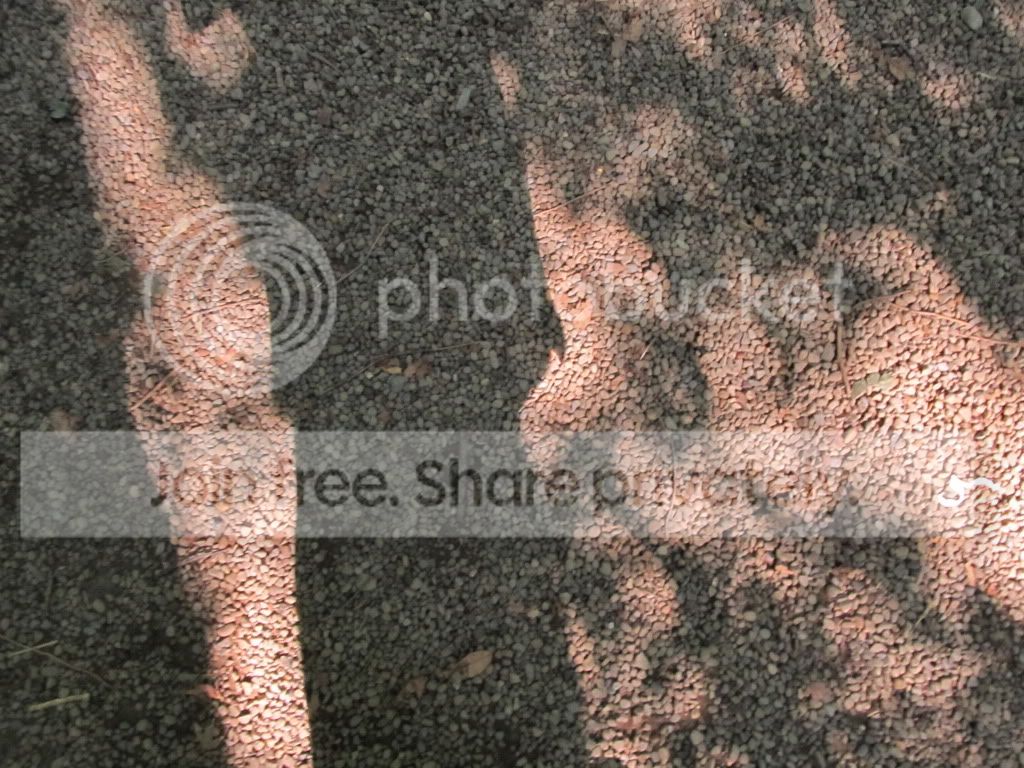 IMG_8932.jpg