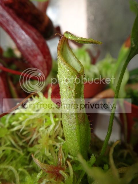 nepenthes_maxima_BE_green.jpg