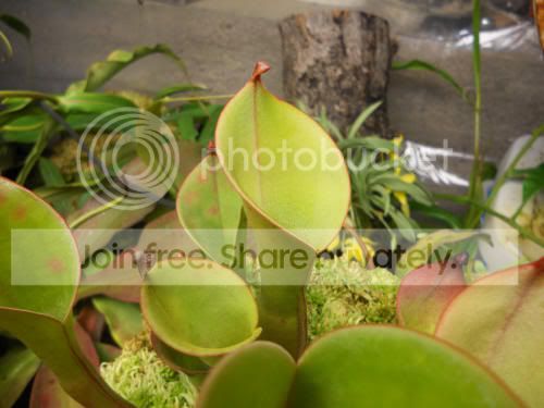 HnutansXglabra_7-1-12.jpg