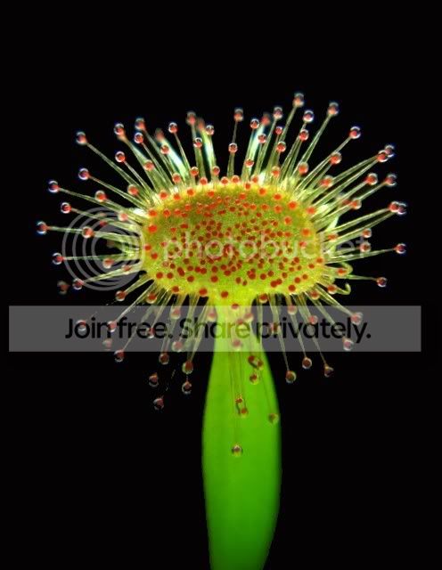 sundew_lamina3.jpg