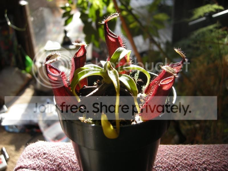 DSCN7526.jpg