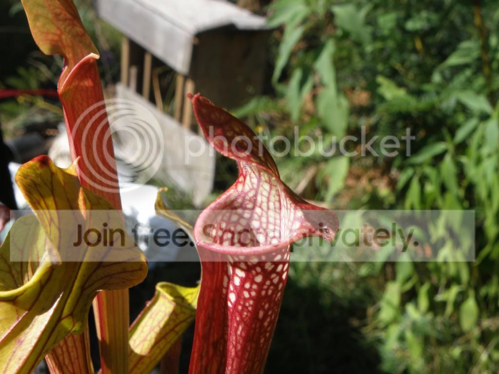 P1290034_zpstcfapqh2.jpg