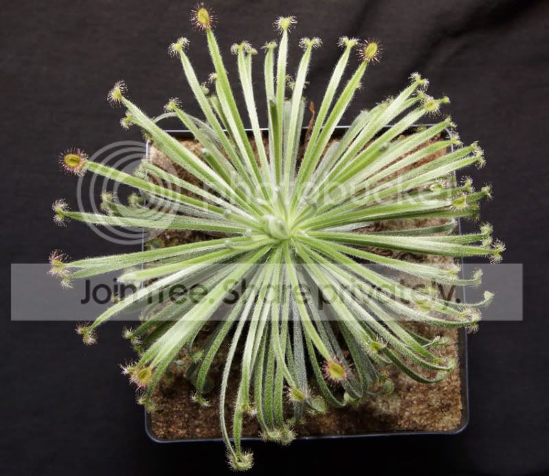 Dordensis-X-paradoxaTop.jpg