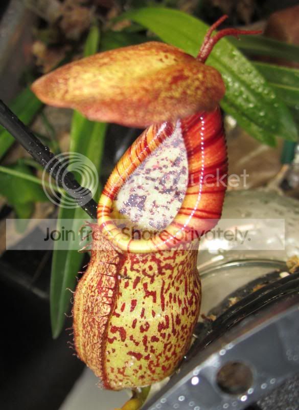 IMG_1850_zps6790ff4a.jpg