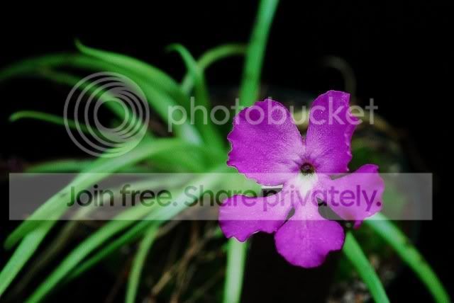 untitled-PmoctezumaeBigFlower.jpg