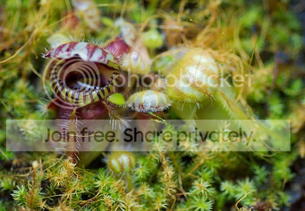 Cephalotusfollicularis080626_1.jpg