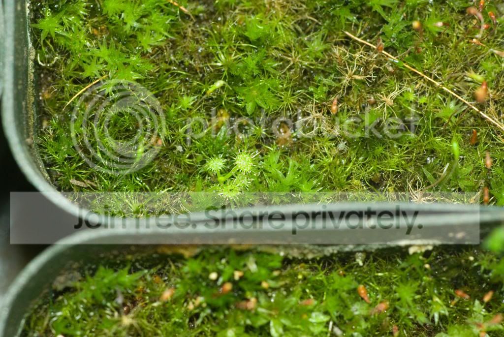 IMGP6877copy_zpsb2873e1a.jpg