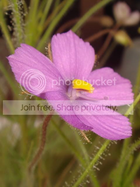 byblis_guehoi_flower_anthers.jpg