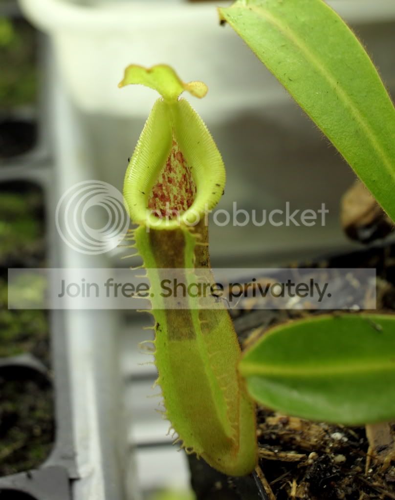 veitchiihybrid4.jpg