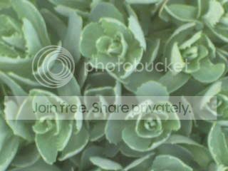 Spring2009017.jpg