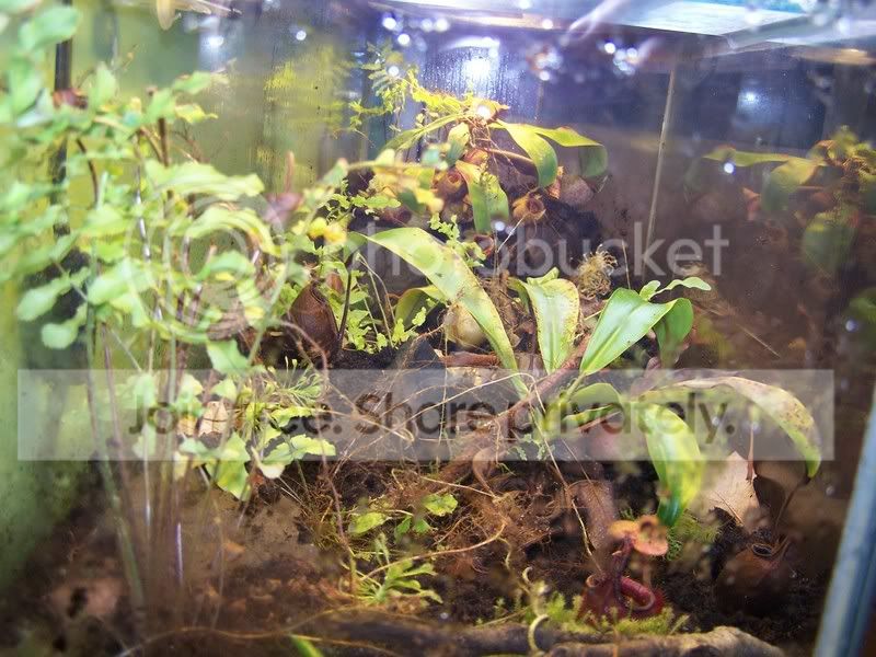 terrarium_side.jpg