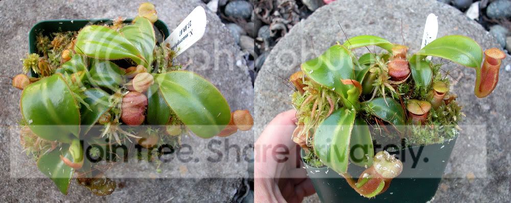 NMACROPHYLLA-1.jpg