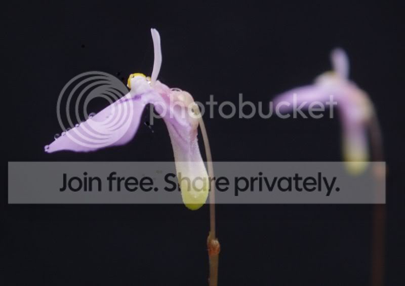 Uunifloraflowerside100510RS.jpg