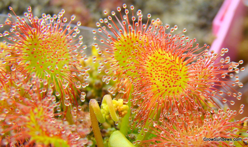 rotundifolia_Charles_Darwin_hi.jpg