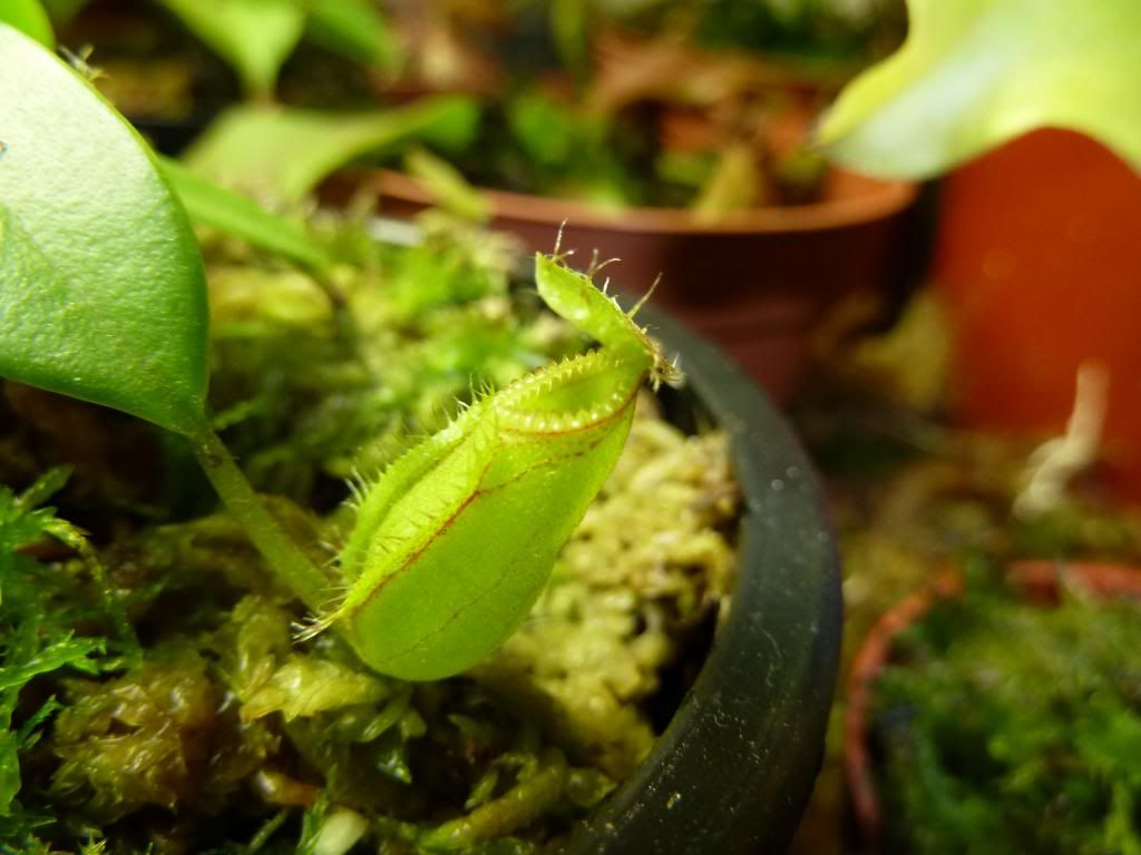 flowerstalkvft12102012037.jpg