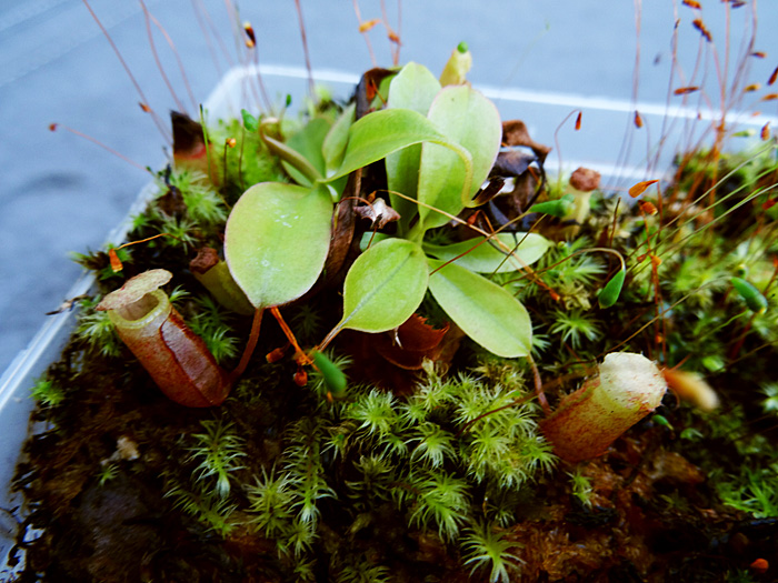 nepenthes-mantalingajanensis.jpg