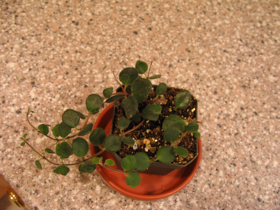 codonanthe1.jpg