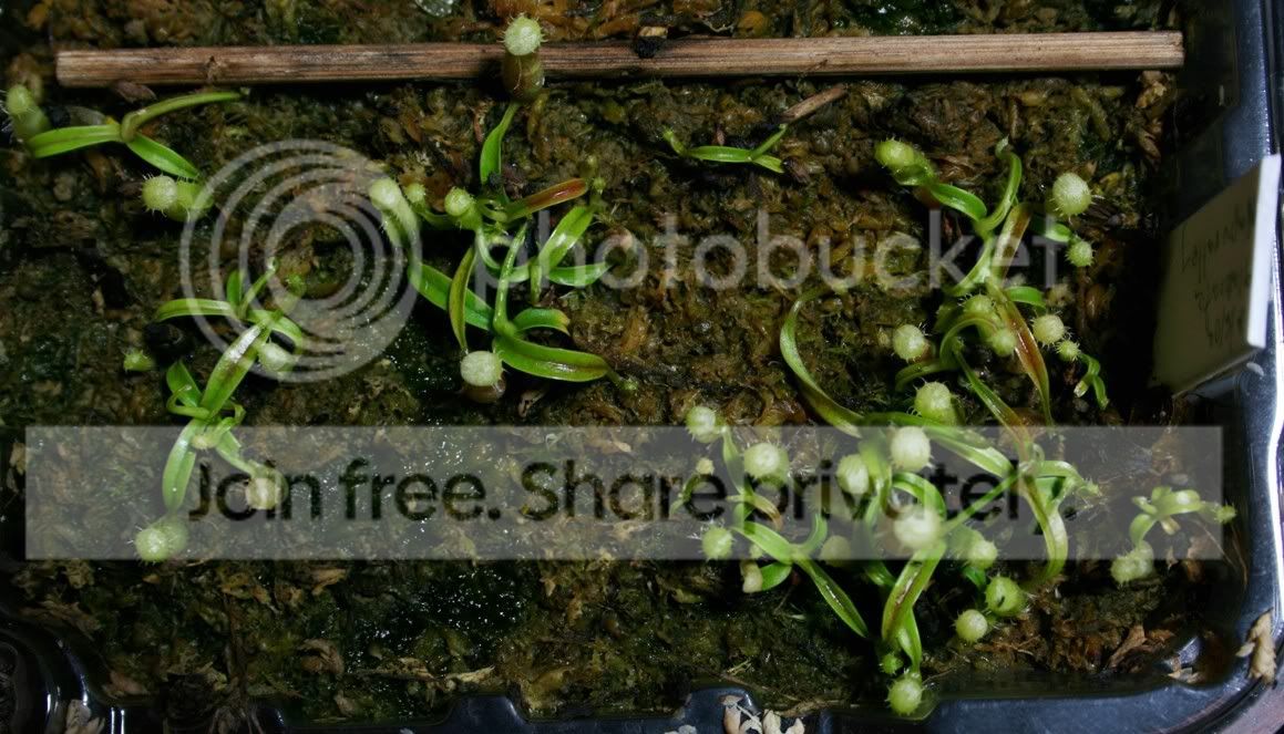 glabrata6.jpg