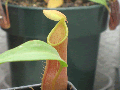 N_tobaica_pitcher.gif