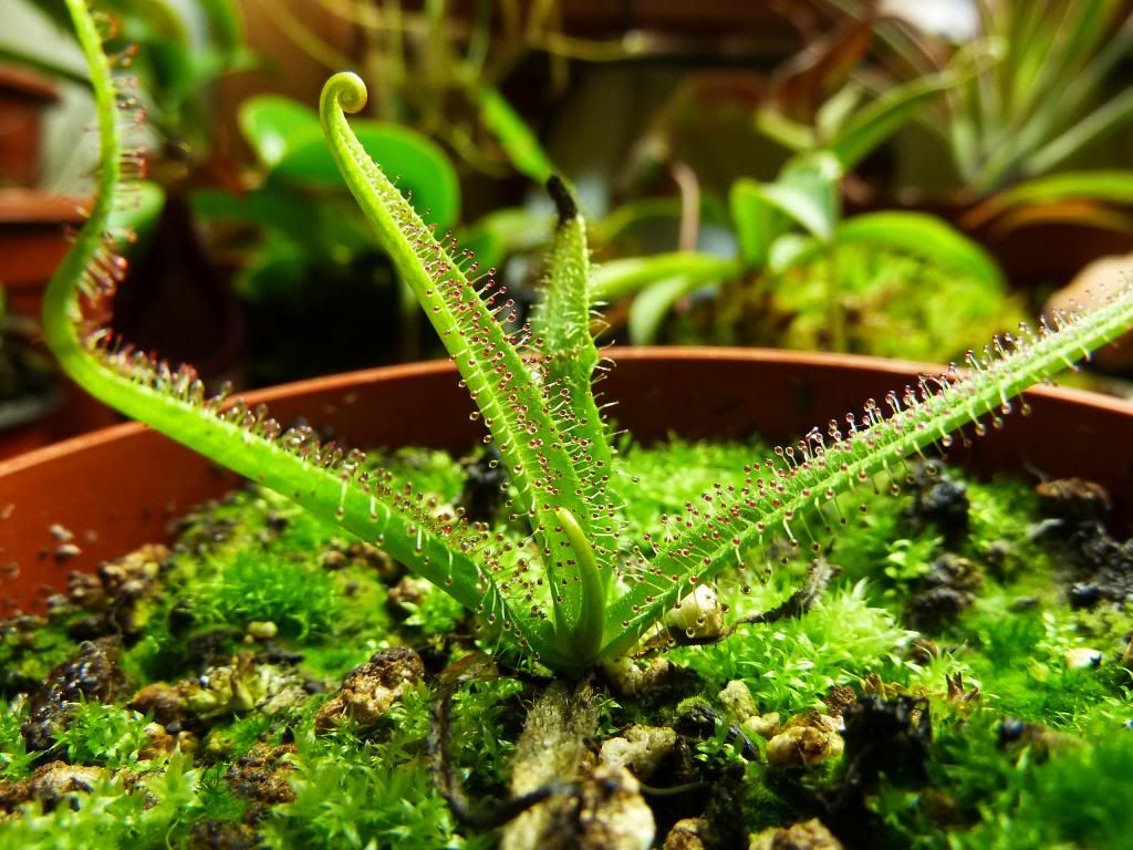 flowerstalkvft12102012058_zps72bd8756.jpg