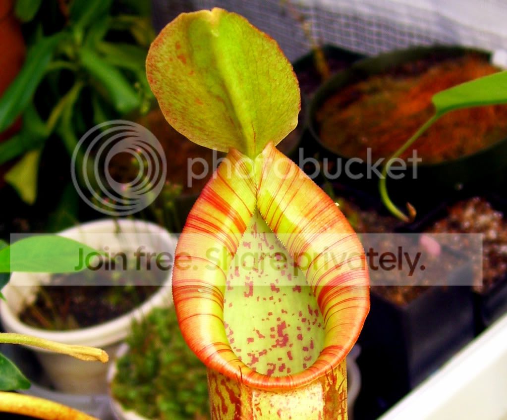 100_8612copy.jpg