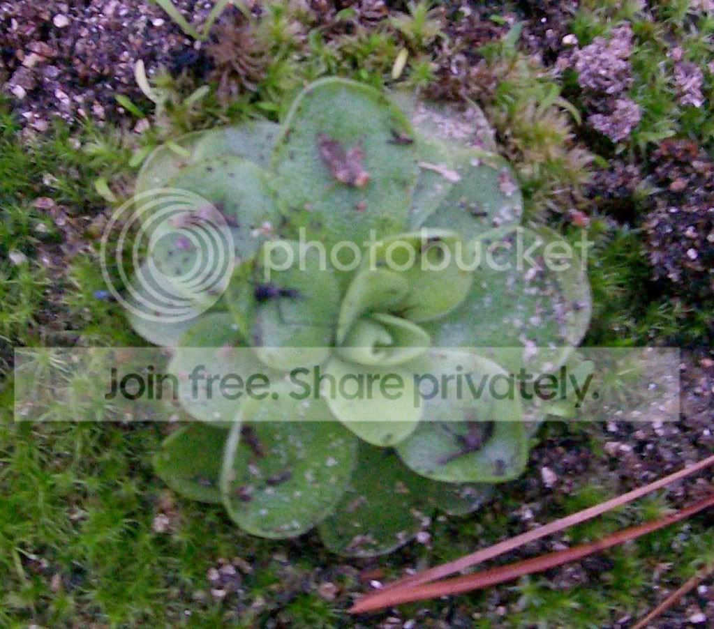 CarnivorousPlants029.jpg