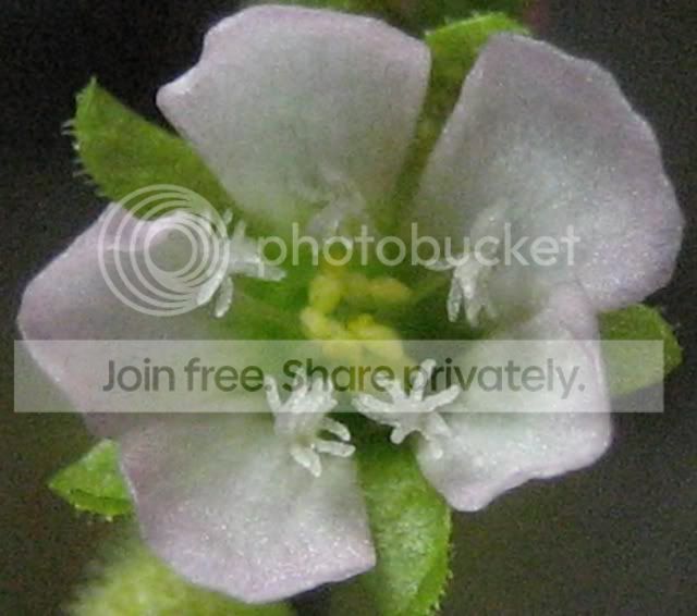 Flower.jpg