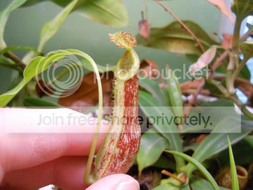 Nmirabilis_1-18-12.jpg