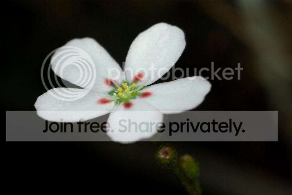 IMGP7949_zpsf8fa19b5.jpg