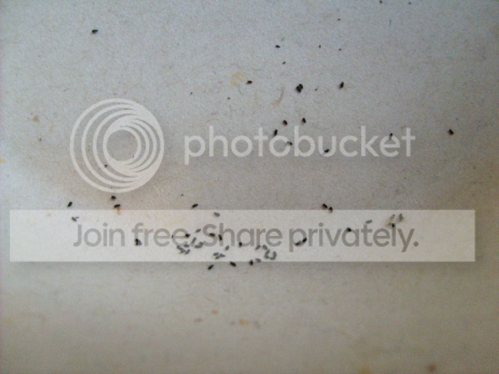 S6300980.jpg
