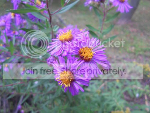 wildflower.jpg