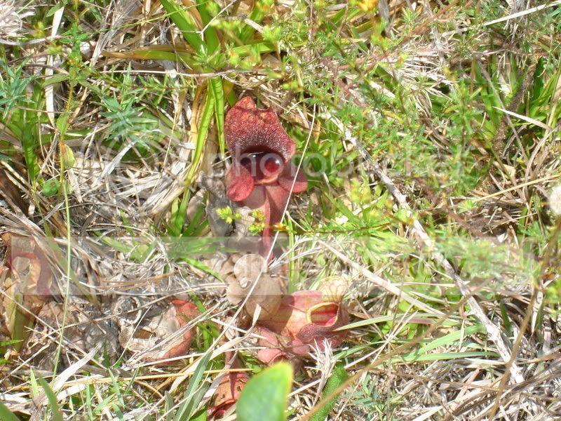 Apalachicola026.jpg
