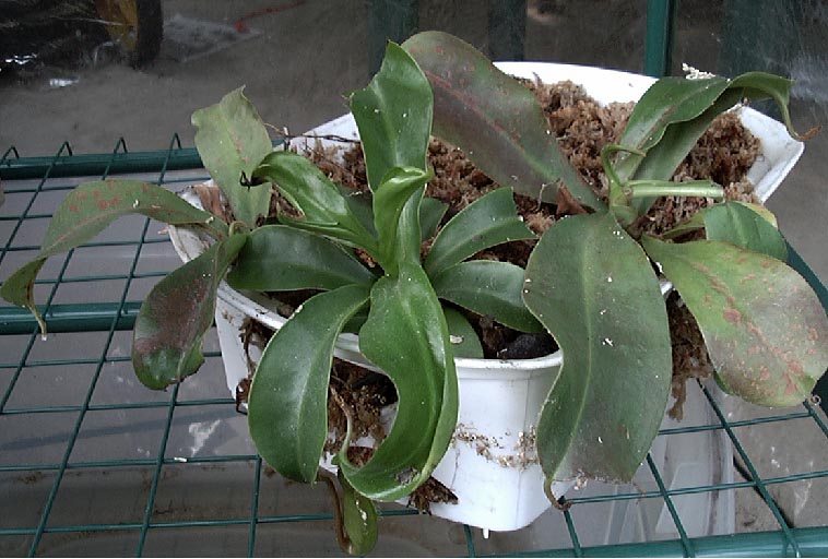 nepenthes1.jpg