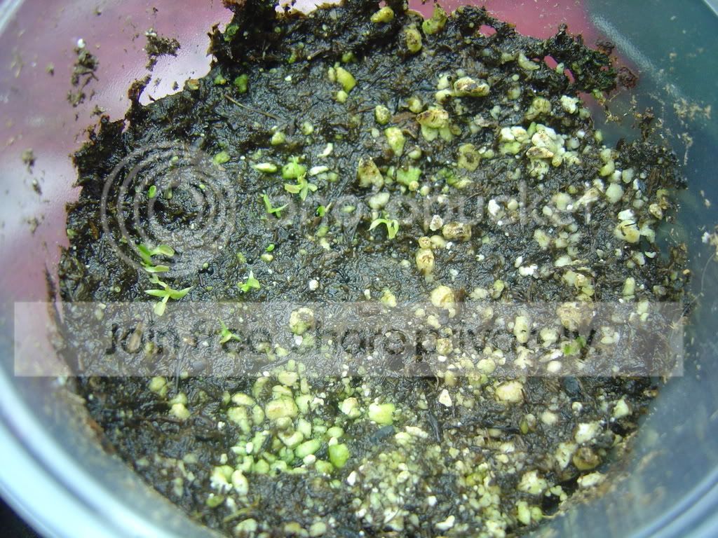 VentratacuttingsVFTseedlings003.jpg