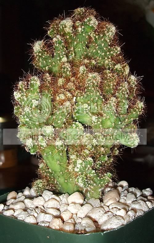 Newcacti007.jpg
