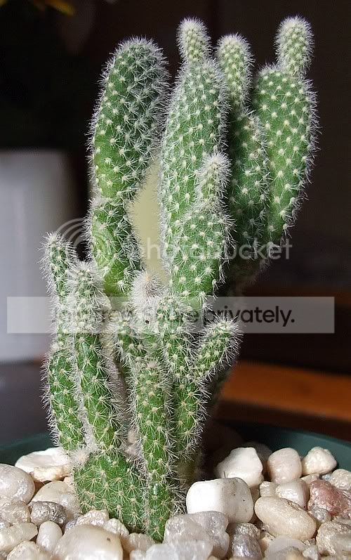 Cactiandsucculents3009.jpg