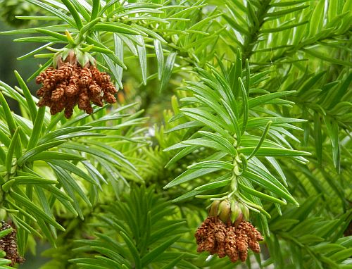 Cunninghamia_lanceolata1.jpg