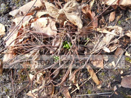 Dfilliformis_3-17-12.jpg