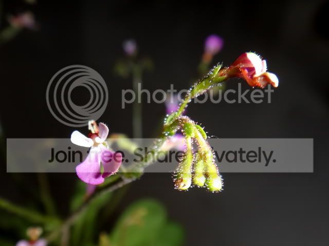 Stylidium_semipartitum_flowers.jpg