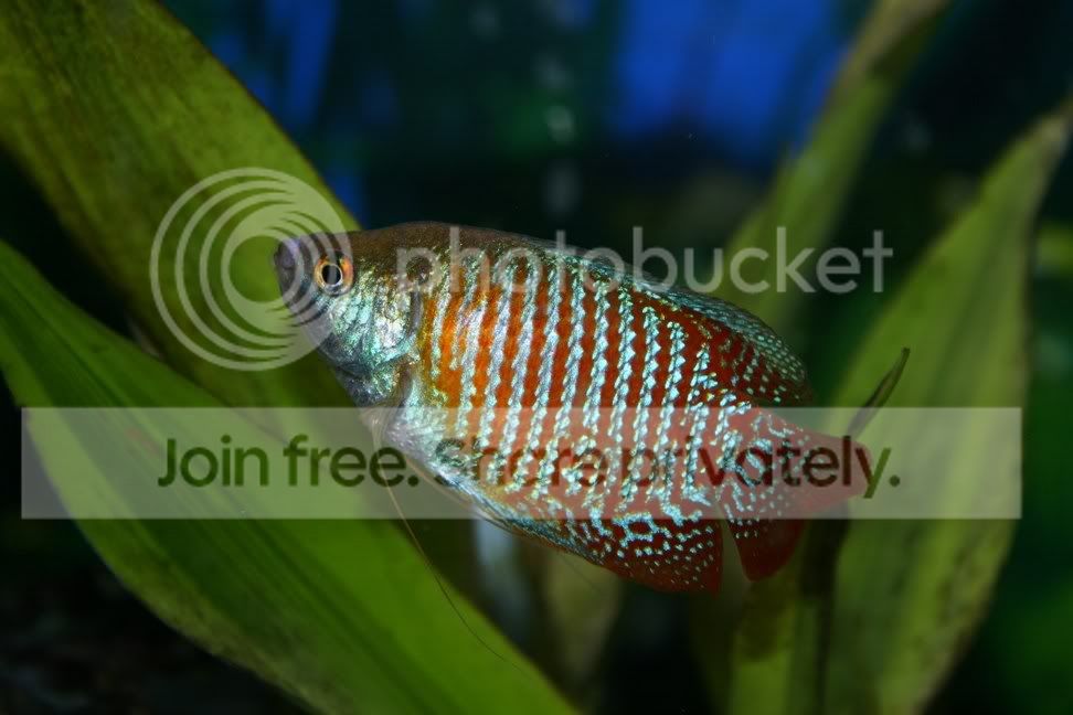 gourami.jpg