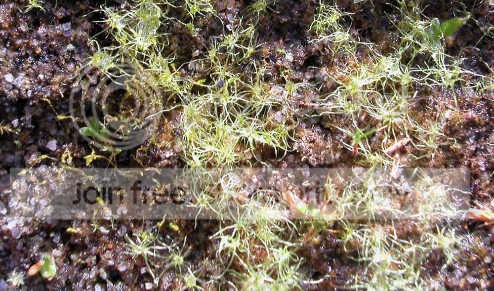 CEPHSEED-1.jpg
