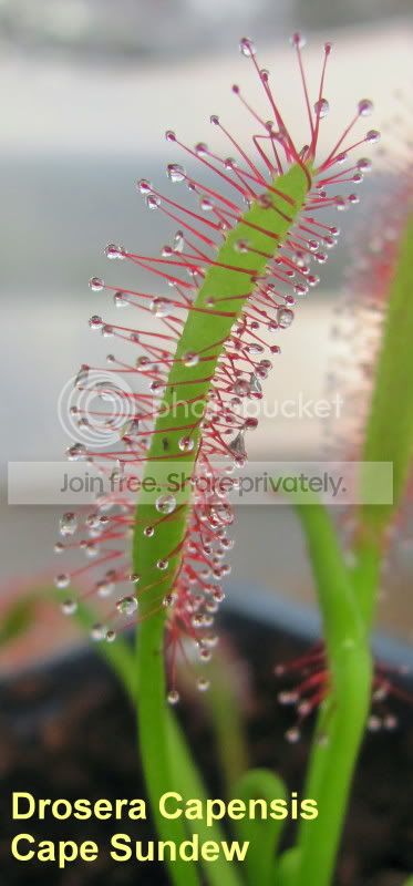 dcapensiscapesundew.jpg