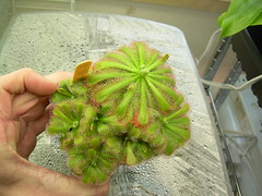 2385815167_bc7f198092_m.jpg