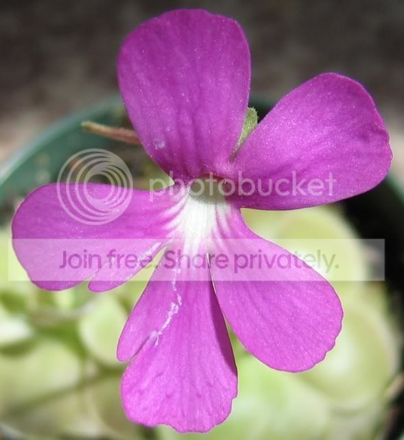 fakeweserflower.jpg
